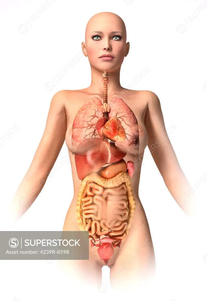 Anatomy of female body with internal organs superimposed.