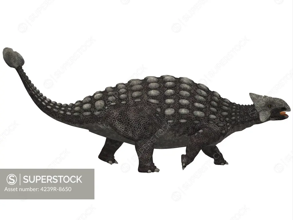 A huge armored dinosaur, Ankylosaurus was a herbivore from the Cretaceous Period.