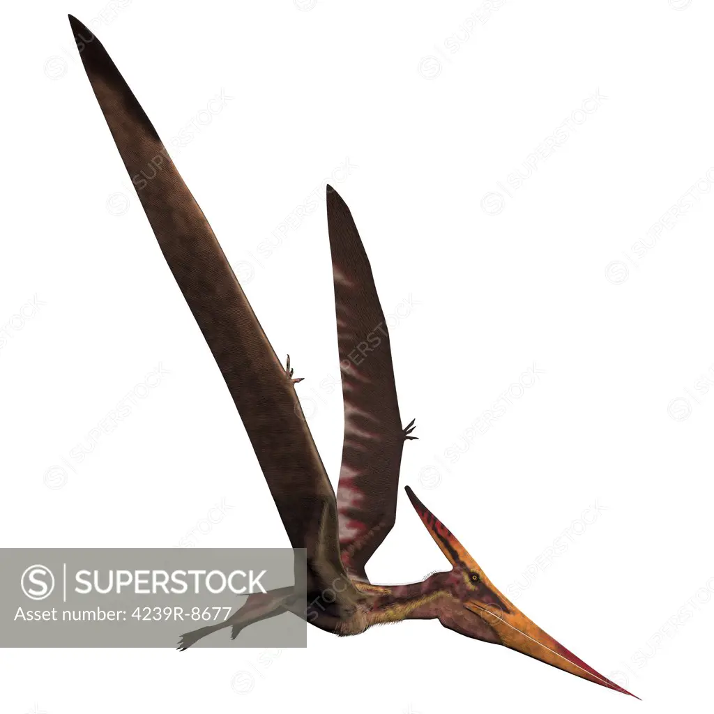 Pteranodon was a reptilian bird from the Late Cretaceous of North America.