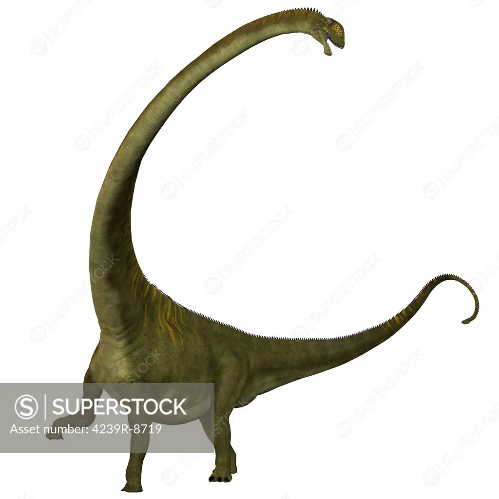 Mamenchisaurus, a plant-eating sauropod dinosaur from the late Jurassic Period of China.