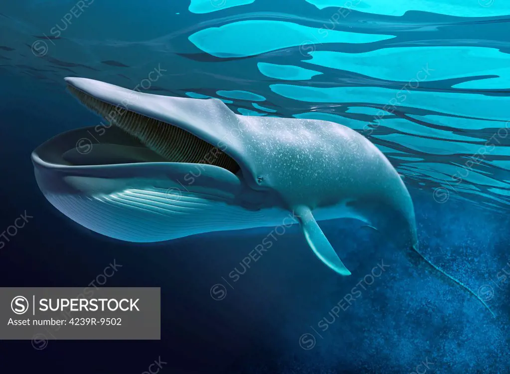 Blue whale swimming underwater with bubbles trail and caustics on water surface.