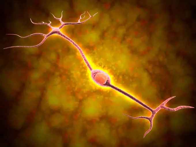 Microscopic view of a bipolar neuron. A bipolar cell is a type of neuron which has two extensions. Bipolar cells are specialized sensory neurons for the transmission of special senses.