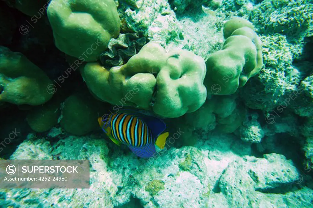 Seabed coral Maldives