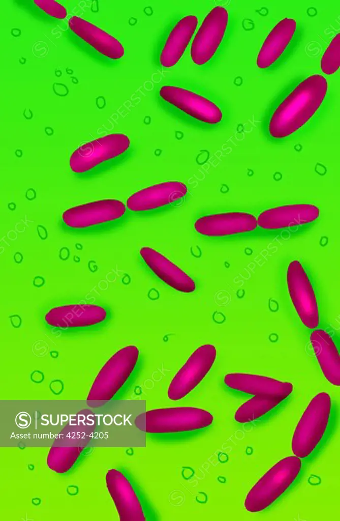 Bacterium inside the digestive tract