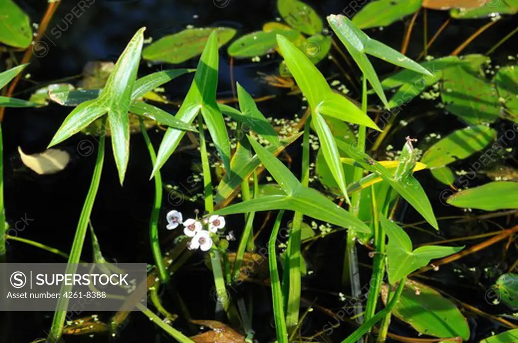 Sagittaria sagittifolia, Arrowhead