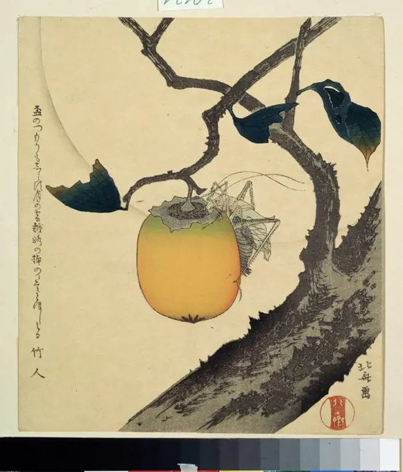 Fruit on branch by Katsushika Hokusai, colour woodcut, 1807, 1760-1849, Russia, Moscow, State Pushkin Museum of Fine Arts, 20x14, 5