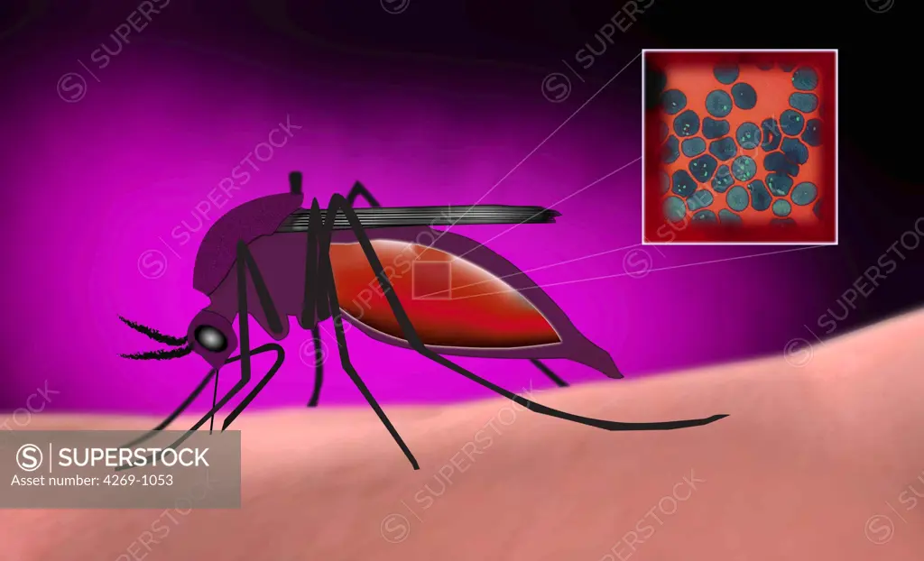 Artwork of an Anophele, a kind of mosquito known as vector of the Plasmodium sp parasite, causing agent of malaria.