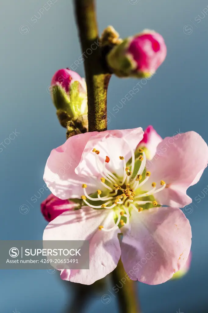 Cherry orchard (Prunus sp. ).