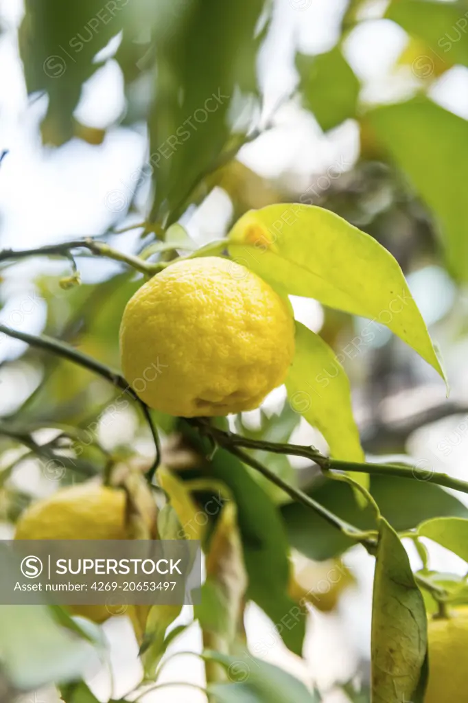 Yuzu , Asian citrus .