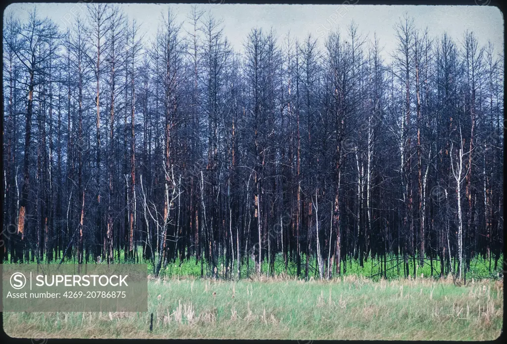 Contaminated and burned forest by radioactivity after the Chernobyl nuclear accident (30 km zone around the plant), Ukraine, May 1995.