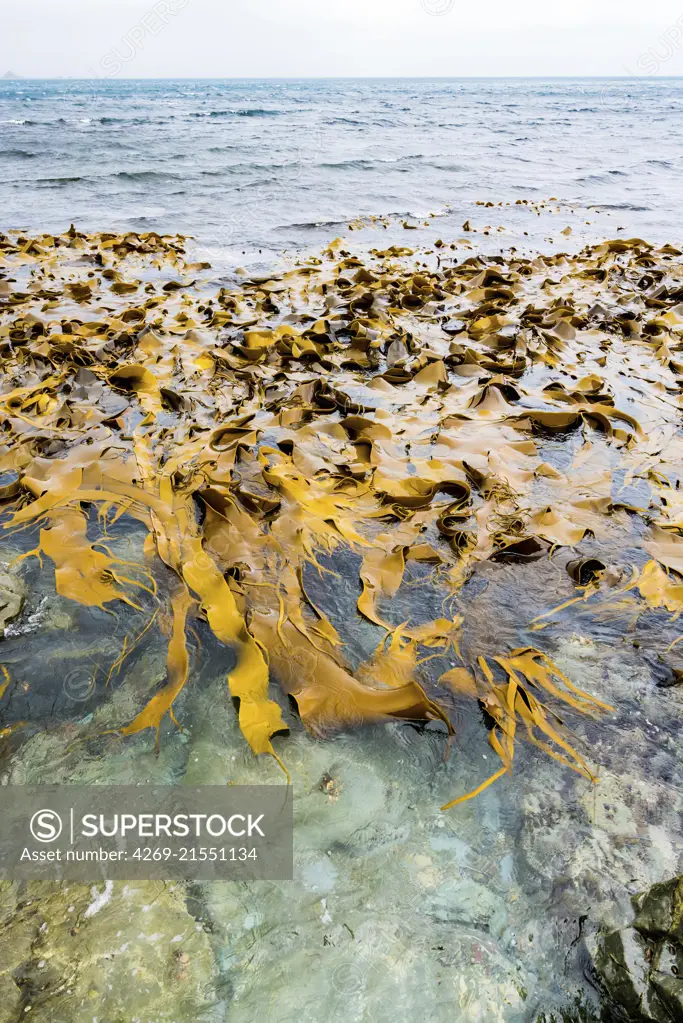 Kelp (durvillaea antarctica) .