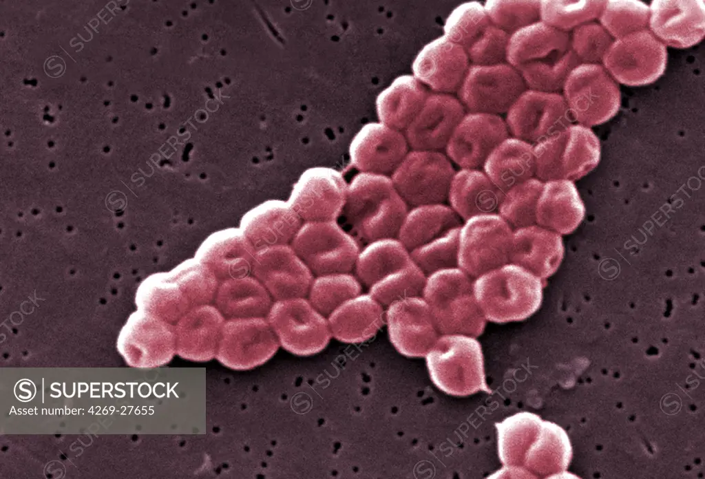 Acinetobacter baumannii. Scanning Electron micrograph (SEM) of Acinetobacter baumannii. This aerobic Gram-negative, non-motile bacteria are normal flora on the skin. But because A. baumannii has developed substantial antimicrobial resistance, it is an emerging cause of nosocomial infections in hospitals, responsible for pneumoniae, hemopathic and wound infections. Magnification of 13331x.