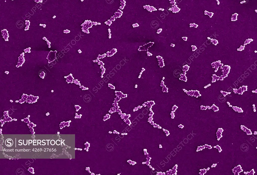 Acinetobacter baumannii. Scanning Electron micrograph (SEM) of Acinetobacter baumannii. This aerobic Gram-negative, non-motile bacteria are normal flora on the skin. But because A. baumannii has developed substantial antimicrobial resistance, it is an emerging cause of nosocomial infections in hospitals, responsible for pneumoniae, hemopathic and wound infections. Magnification of 1546x.