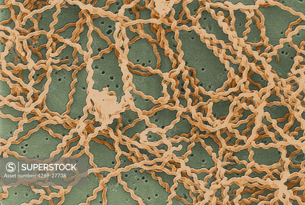 Leptospira. Scanning electron micrograph (SEM) of the Gram-negative bacteria Leptospira sp. Leptospira is a type of spirochete. Many species are pathogenic, causing leptospirosis (Weil's disease) or other diseases with similar symptoms, attacking the liver (jaundice) or the meninges of the brain (meningitis).