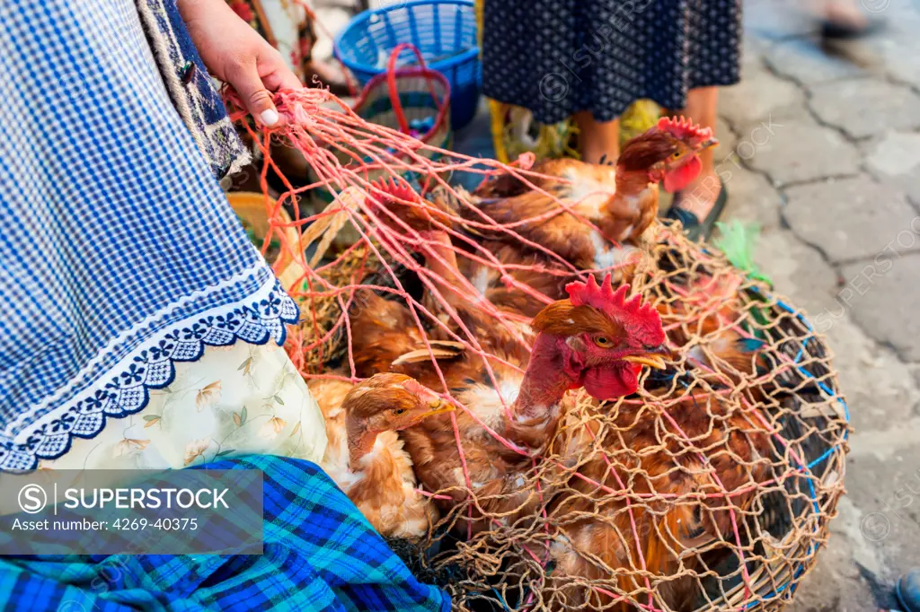 Chicken carried in a basket on a market in Guatemala.