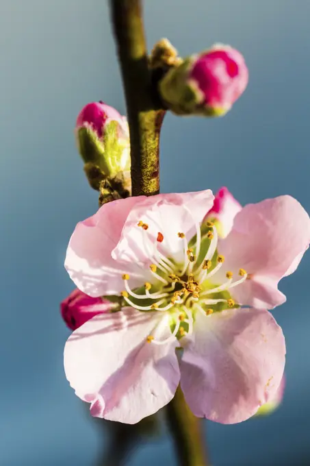 Cherry orchard (Prunus sp. ).