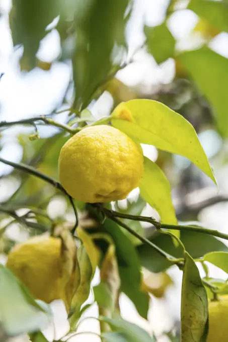 Yuzu , Asian citrus .