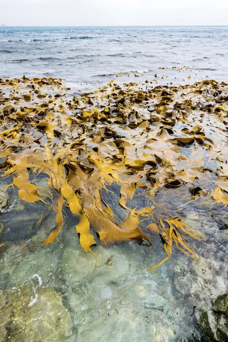 Kelp (durvillaea antarctica) .