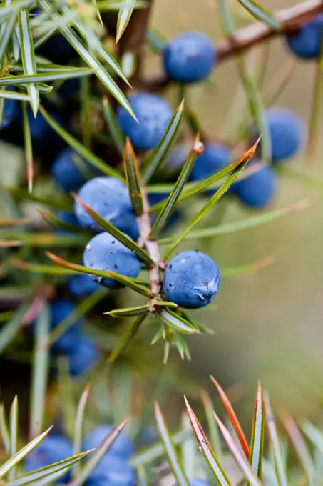 Prickly juniper (Juniperus oxycedrus) fruits.