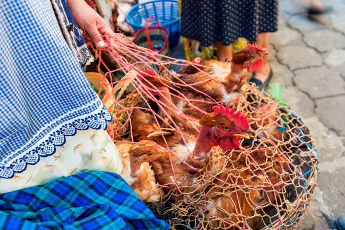 Chicken carried in a basket on a market in Guatemala.