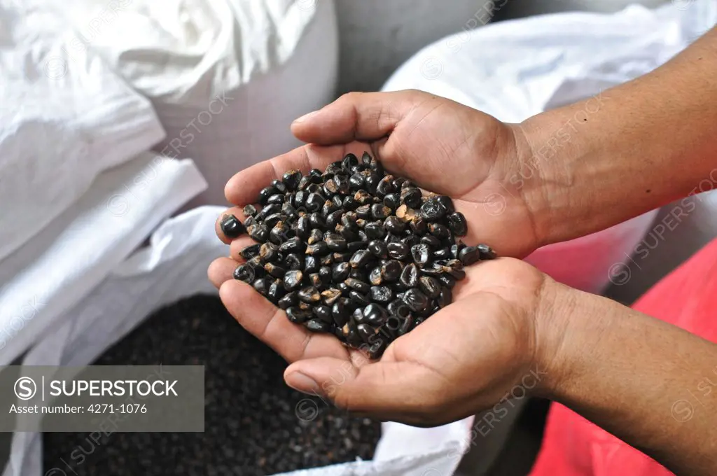 Panama, Man showing coffee beans