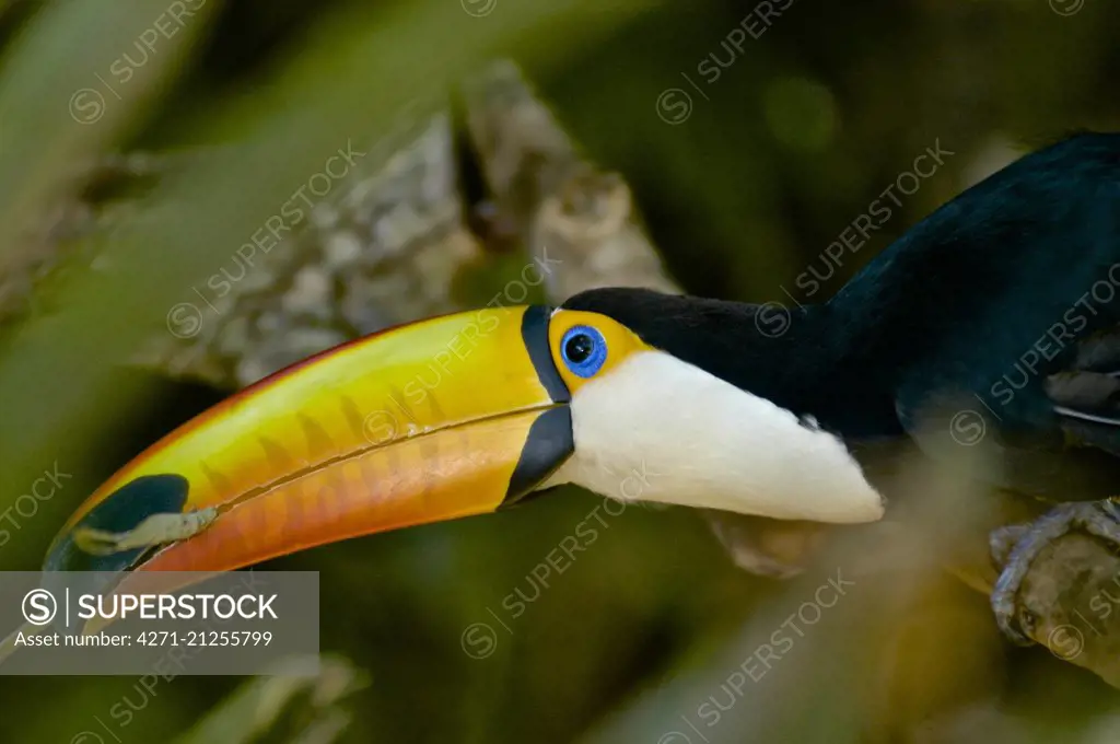 Toco Toucan ( Ramphastos toco )