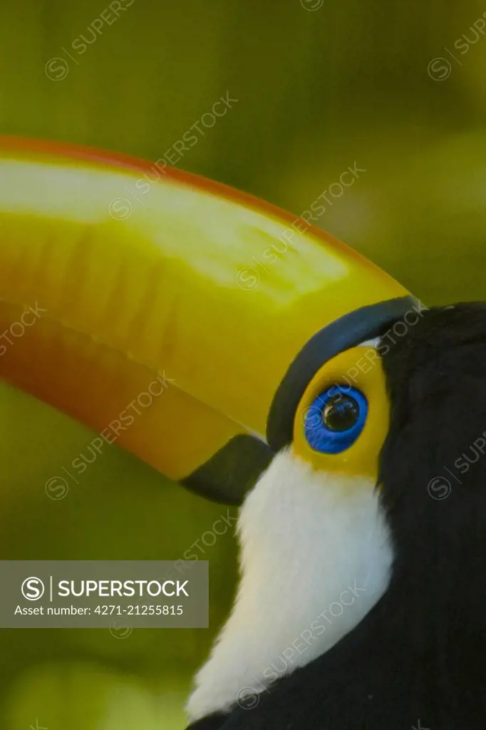 Toco Toucan ( Ramphastos toco )