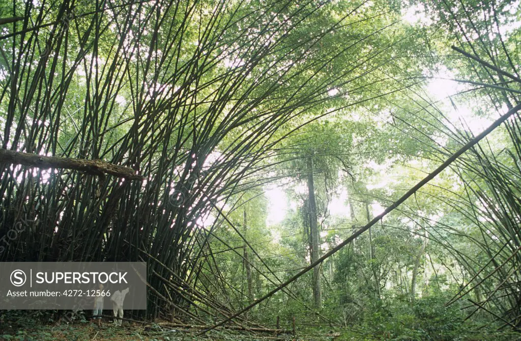 Ghana, Western region, Ankasa Reserve. A major attraction in the rainforest reserve at Ankasa is the Bamboo Cathedral.