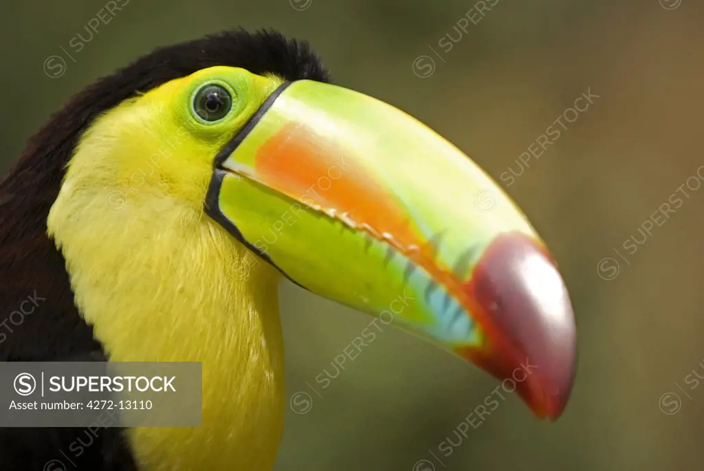 Honduras, Copan, Macaw Mountain Bird Park. Keel-billed Toucan (Ramphastos sulfuratus), also known as Sulfur-breasted Toucan, Rainbow-billed Toucan.