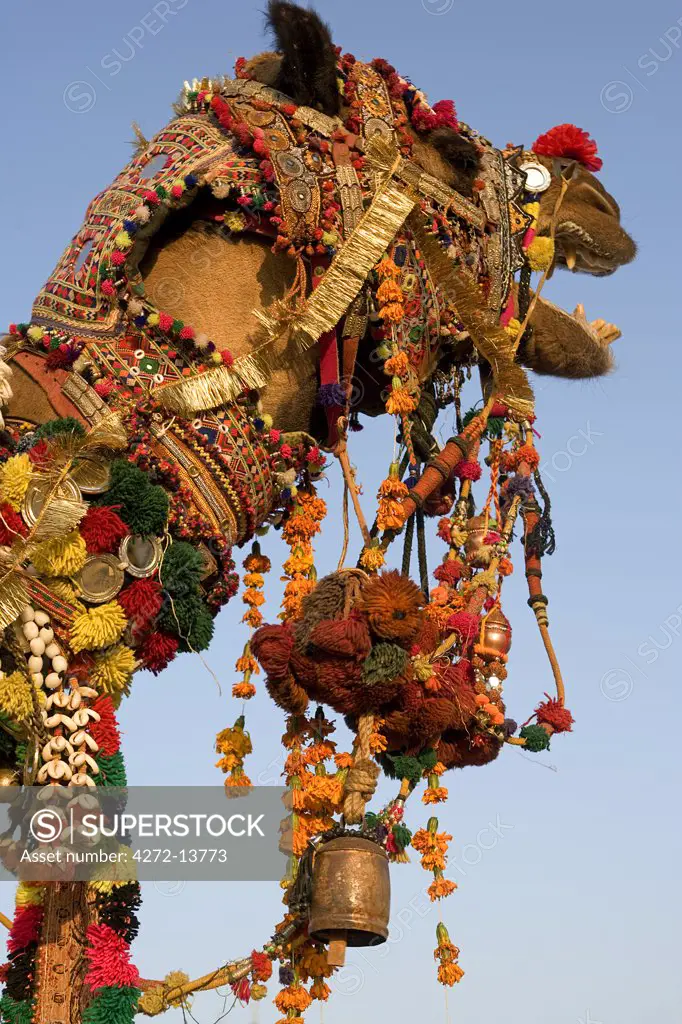 Decorated camel to celebrate the Pushkar Camel Fair in Rajasthan, India.