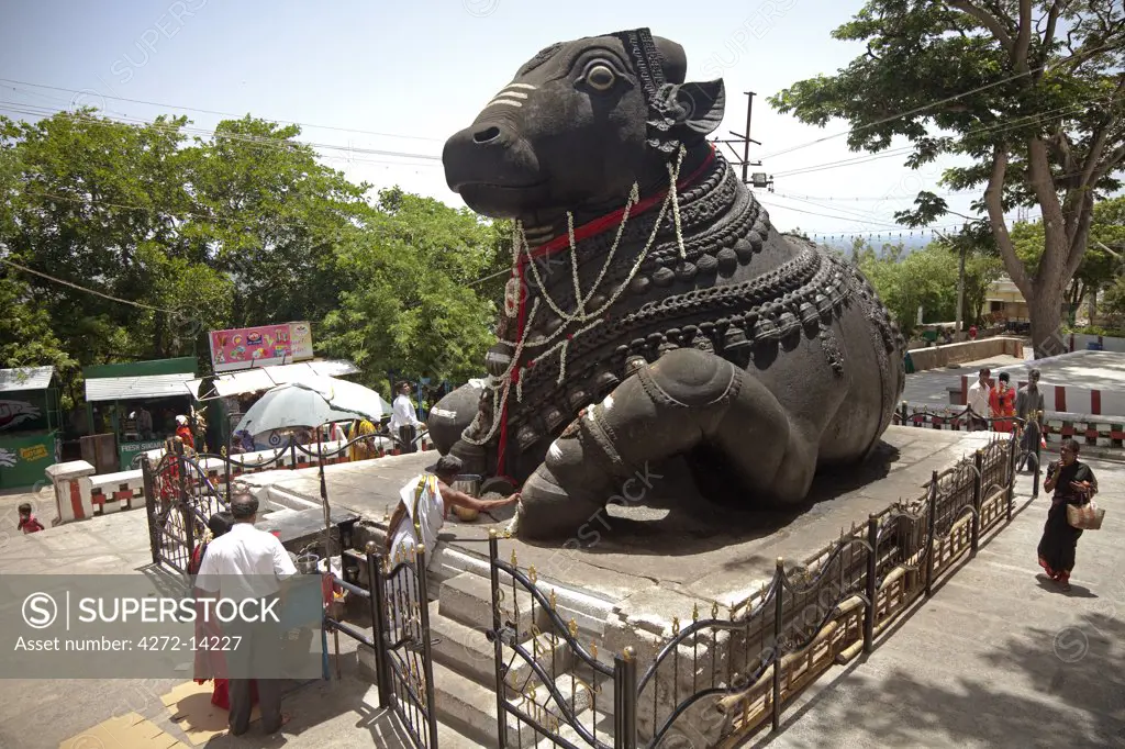 India, Mysore. The Nandi Bull; one of the largest carvings from a single piece of rock (granite) in India.