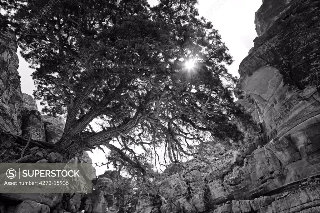 Jordan, Petra Region, Wadi Barwas.   A juniper tree overhangs a deep gorge in the Shara Mountains - indicating the presence of water of vital importance to desert travellers