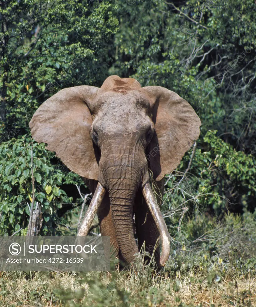 A fine old bull elephant with heavy tusks on Marsabit Mountain.  Until thirty years ago, Marsabit was renown for elephants with exceptional ivory.