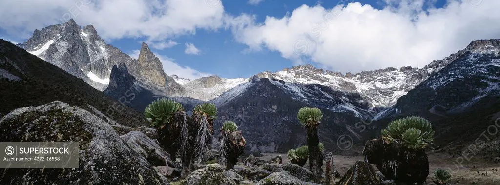 Mount Kenya, 17,058 feet, is Africa's second highest snow-capped mountain.  The plants in the foreground are giant groundsel or tree senecio (Senecio johnstonii ssp battiscombei), one of several plant species displaying afro-montane gigantism that flourish above 10,000 feet. They flower every ten years or so