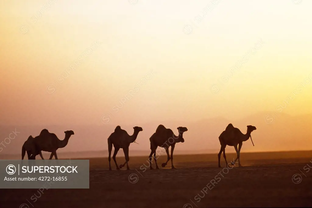 Camels belonging to the Gabbra in the Chalbi Desert at sunset.  The Gabbra are a Cushitic tribe of nomadic pastoralists living with their herds of camels and goats around the fringe of the Chalbi Desert.