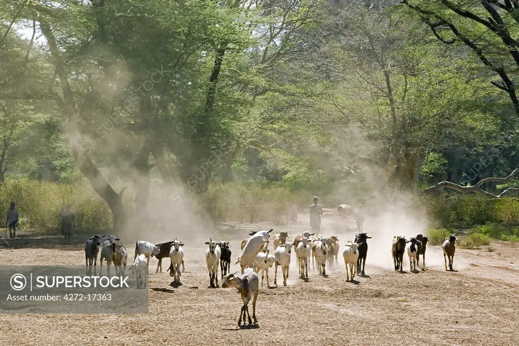 Goats being driven home, Baringo District, Kenya