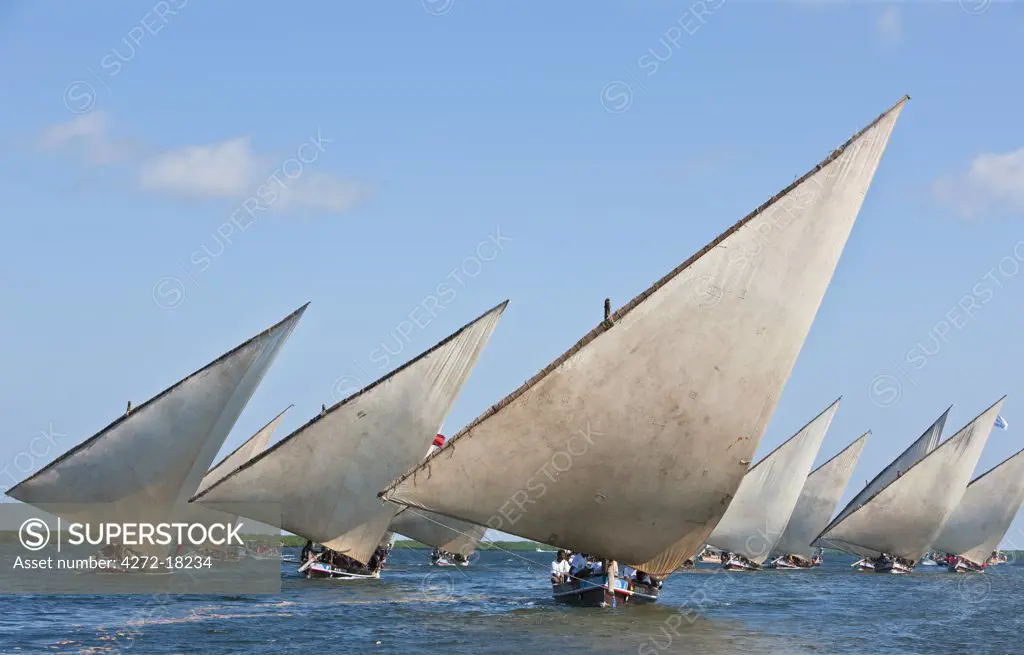 Kenya. Mashua sailing boats participating in a race off Lamu Island.