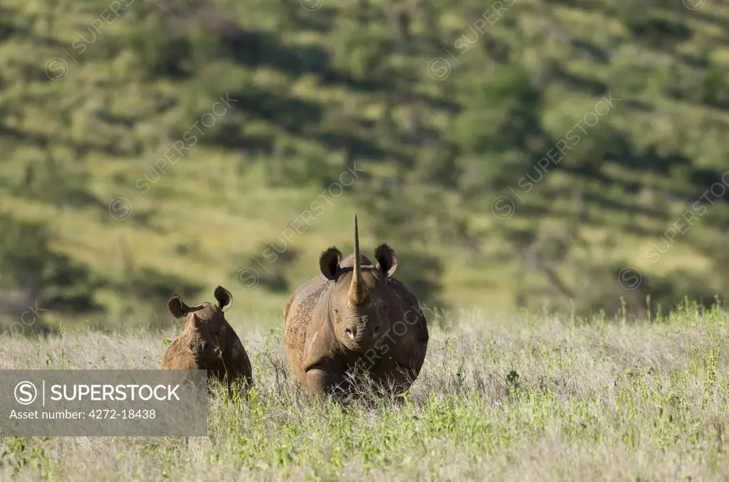 Kenya, Laikipia, Lewa Downs.  A mother and calf Black rhinoceros.