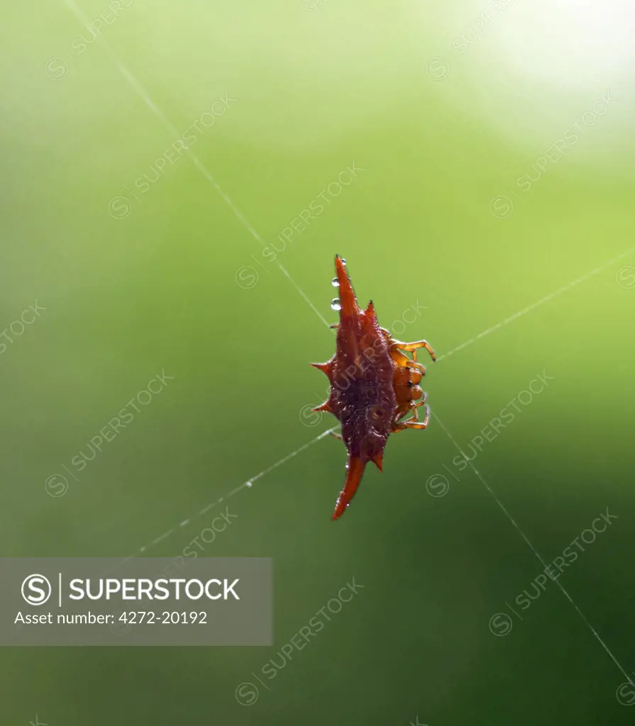 A thorn spider - one of the many endemic species or sub-species of Madagascar.