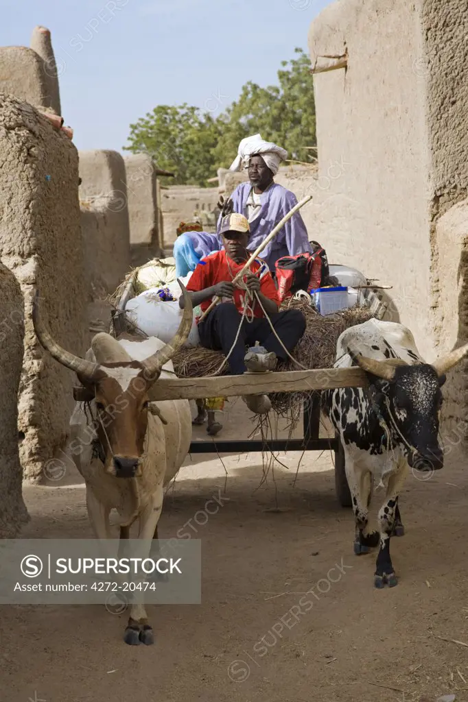 Mali, Senossa. Men negotiate the narrow streets of Senossa on an ox drawn cart. Senossa is a typical Peul village with traditional mud-brick architecture situated a short distance from Djenne.