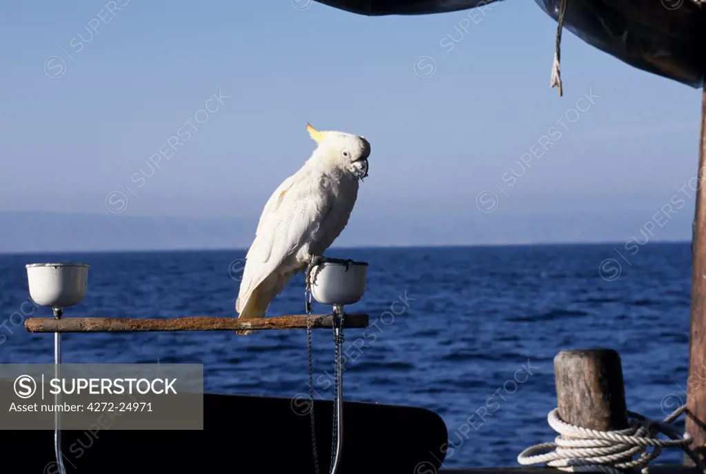 The ship's parrot, a sulphur crested cockatoo, called Souku, on board S/Y Sanjeeda.  Sanjeeda is a traditional kotiya dhow of the type that traded throughout the Indian Ocean.