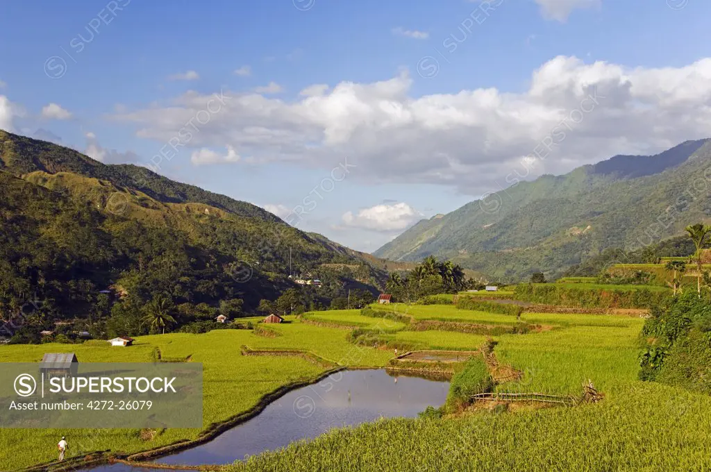 Philippines, Luzon Island, The Cordillera Mountains, Kalinga Province, Tinglayan. Rice terraces in Luplula village.