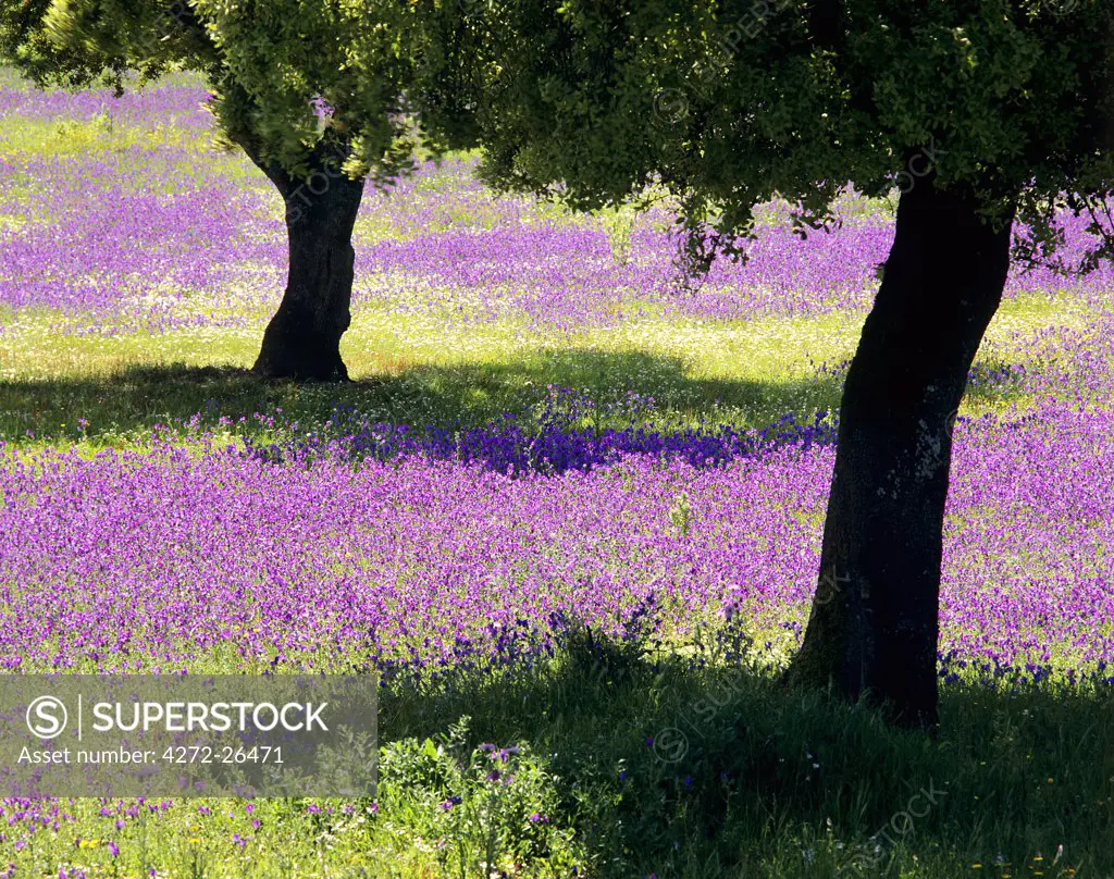 Spring on the Alentejo plain, Portugal