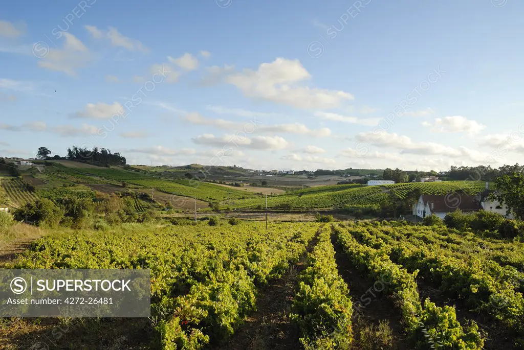 Vineyards in Carvoeira. Oeste region, Portugal