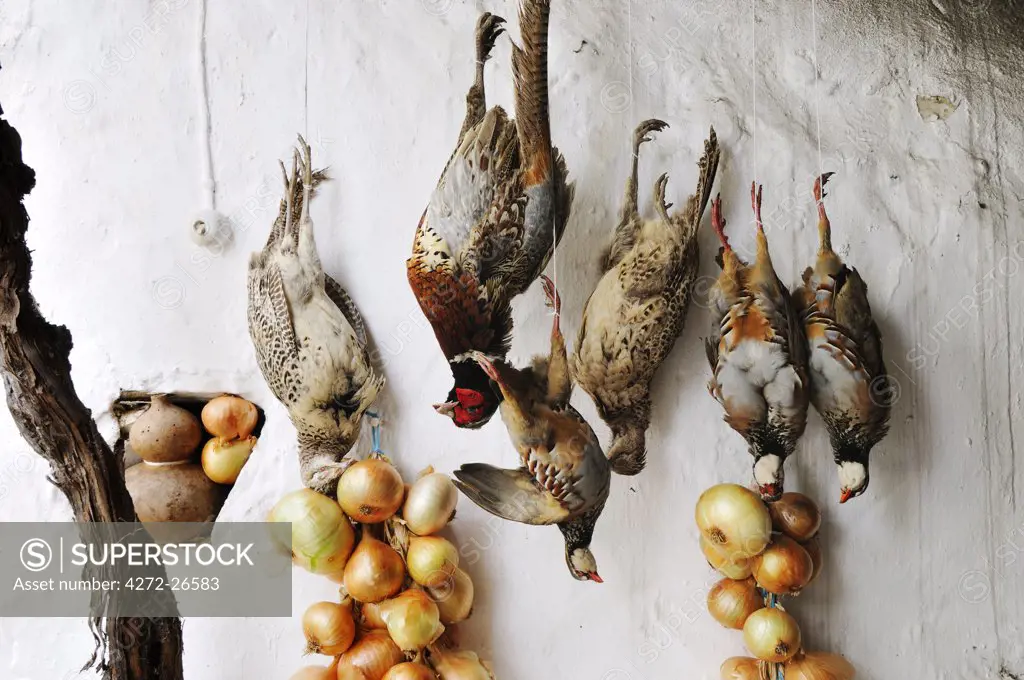 Partridges and pheasants after a hunting-party, Alentejo, Portugal