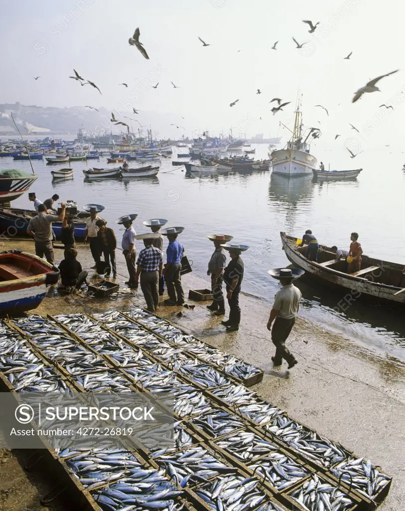 Traditional porters of fish in the fishing harbour of Sines, Portugal