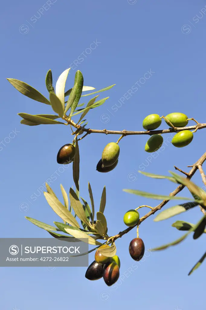 Olives, Alentejo, Portugal