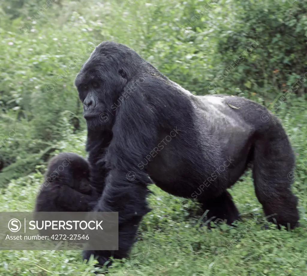 A male mountain gorilla, known as a silverback towers over a baby gorilla in the Volcanoes National Park.  21 year old Ryango is the second ranking male of the 9 strong Sabyinyo group whose permanent territory lies on a saddle between Mount Sabyinyo and Mount Gahinga.