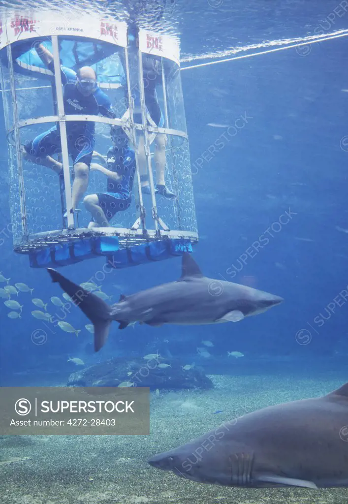 People cage diving in shark aquarium at uShaka Marine World, Durban, KwaZulu-Natal, South Africa