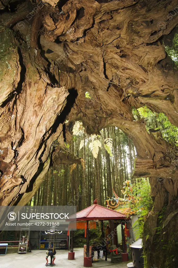 Alishan National Forest recreation area temple under tree trunk in cedar forest